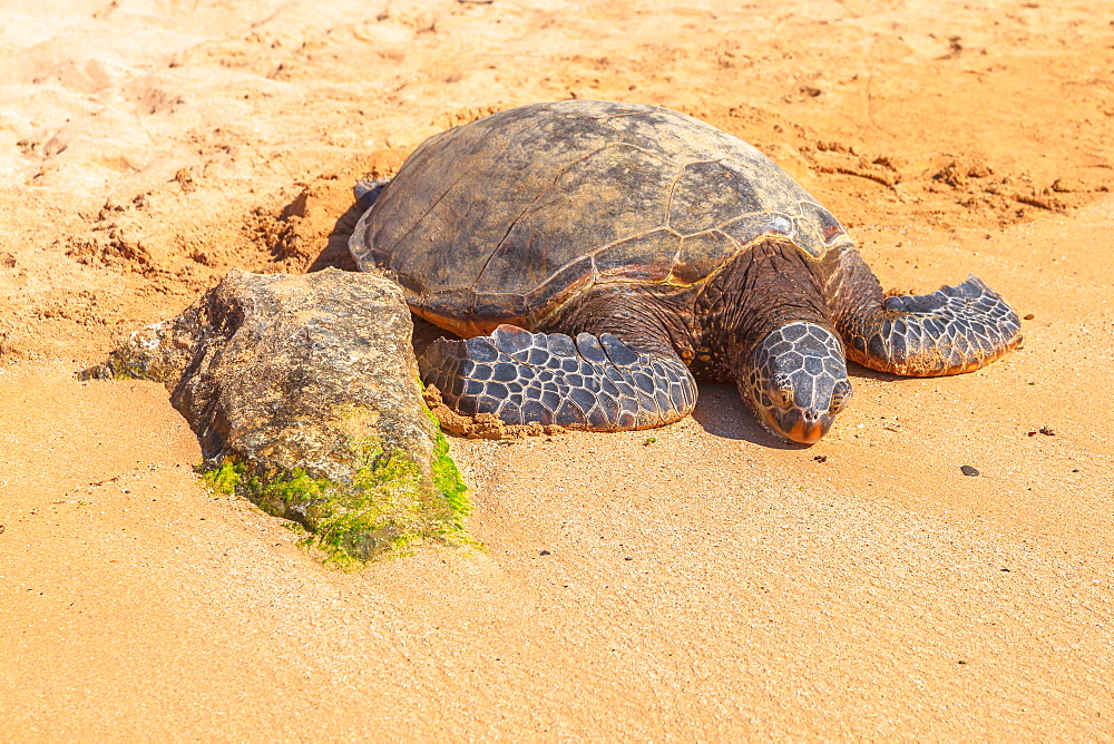 Hawaiian Sea Turtle (Green Sea Turtl) rests on the golden sand in Laniakea Turtle Beach on Oahu island, Hawaii, United States of America, Pacific, North America