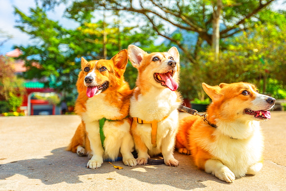 Three happy Welsh Corgi Pembroke dogs with sticking out tongues, China, Asia