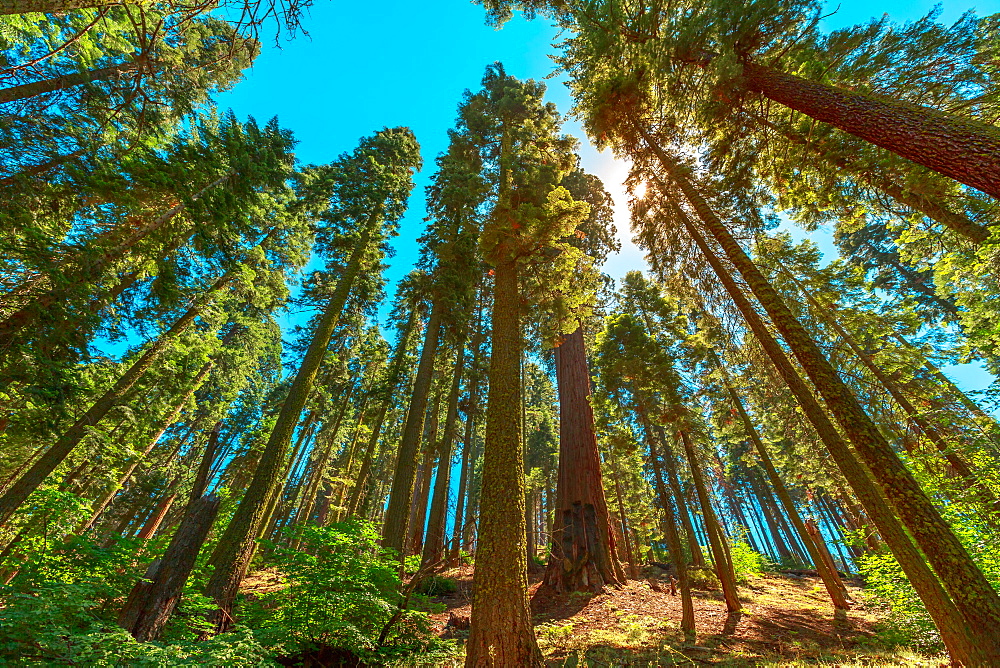 Sequoiadendron giganteum tree species, Sequoia National Park in the Sierra Nevada in California, United States of America, North America