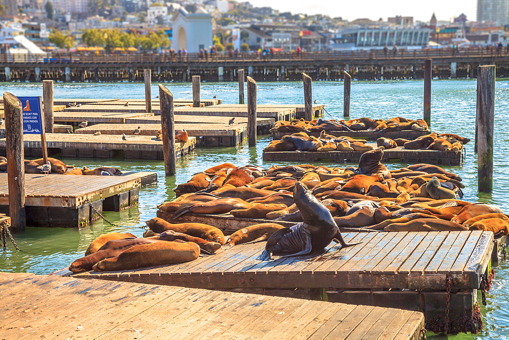 Sea lions resting on Pier 39, San Francisco, California, United States of America, North America