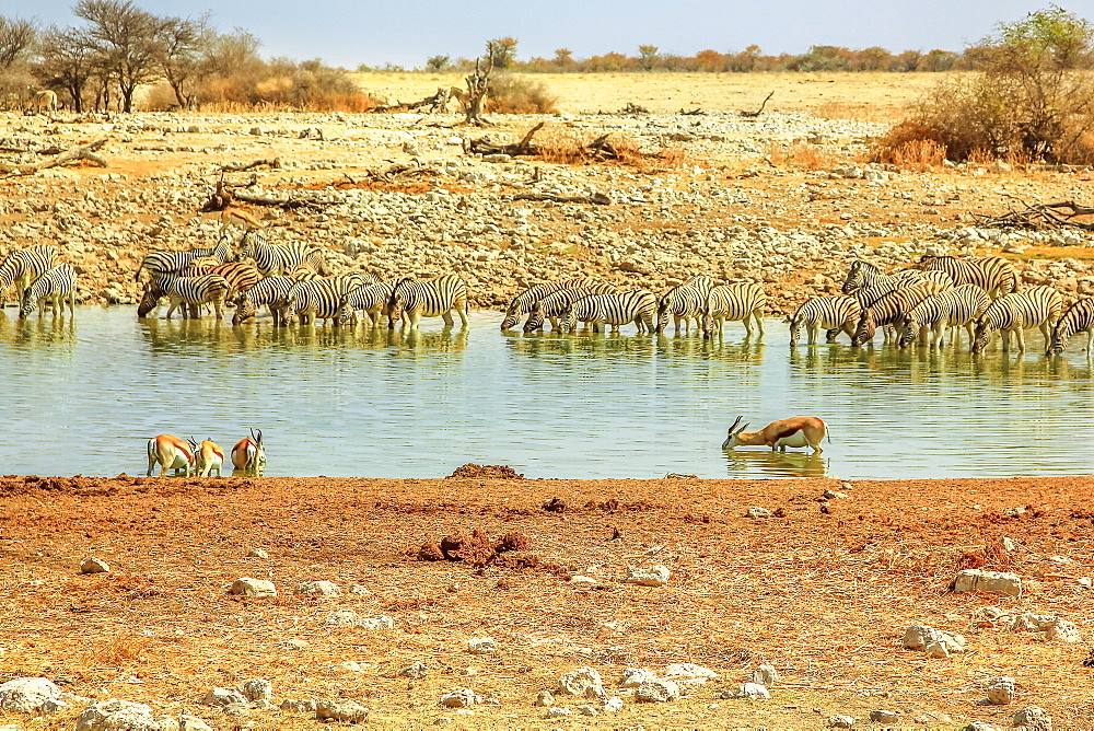 Zebras and springboks drinking at Okaukuejo waterhole, Etosha National Park, Namibia, Africa