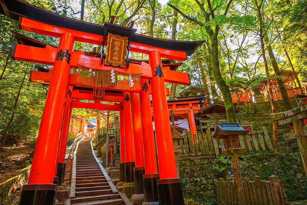 Thousand torii gates, Fushimi Inari Taisha, the most important Shinto shrine, Kyoto, Japan, Asia