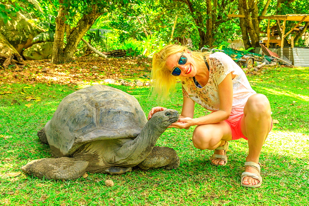 Happy tourist woman touches curious Aldabra Giant Tortoise (Aldabrachelys gigantea) which stretches wrinkled neck, Turtle Sanctuary, Curieuse, Nature Reserve, Seychelles, Indian Ocean, Africa