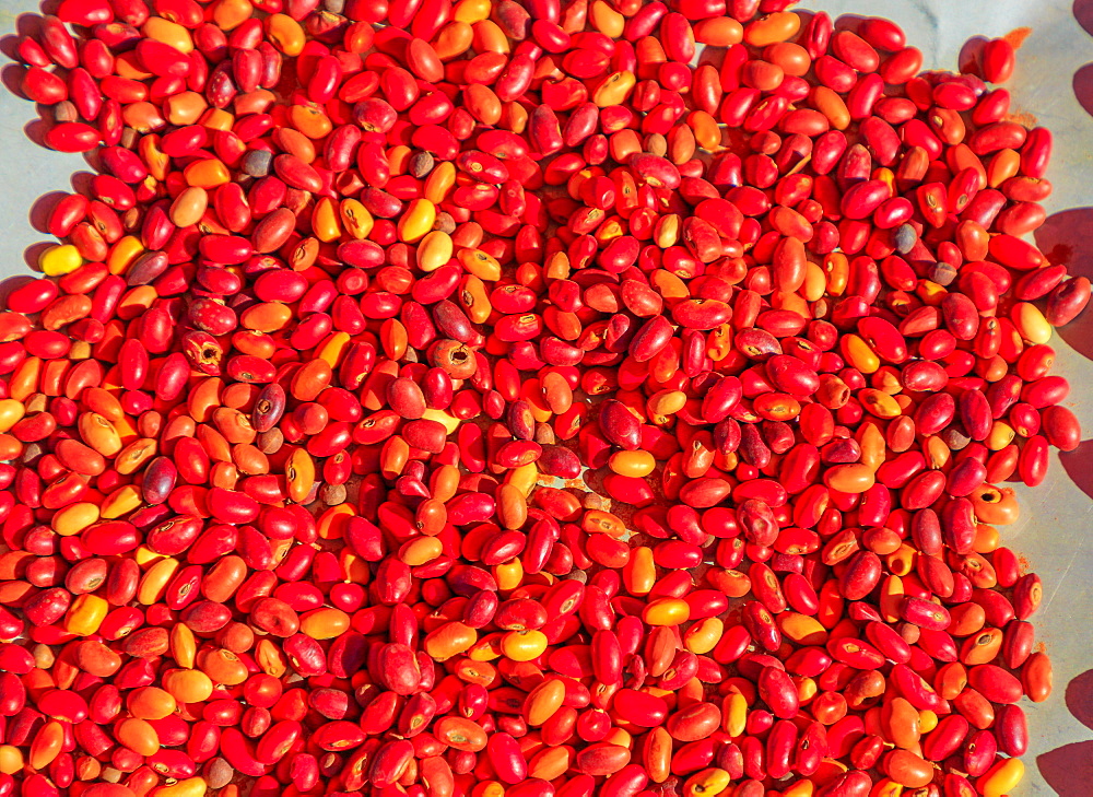 Sandalwood seed, Australia bush food eaten by Aborigines and used for indigenous craftsmanship to make necklaces and bracelets, Australian Outback, Northern Territory, Australia, Pacific