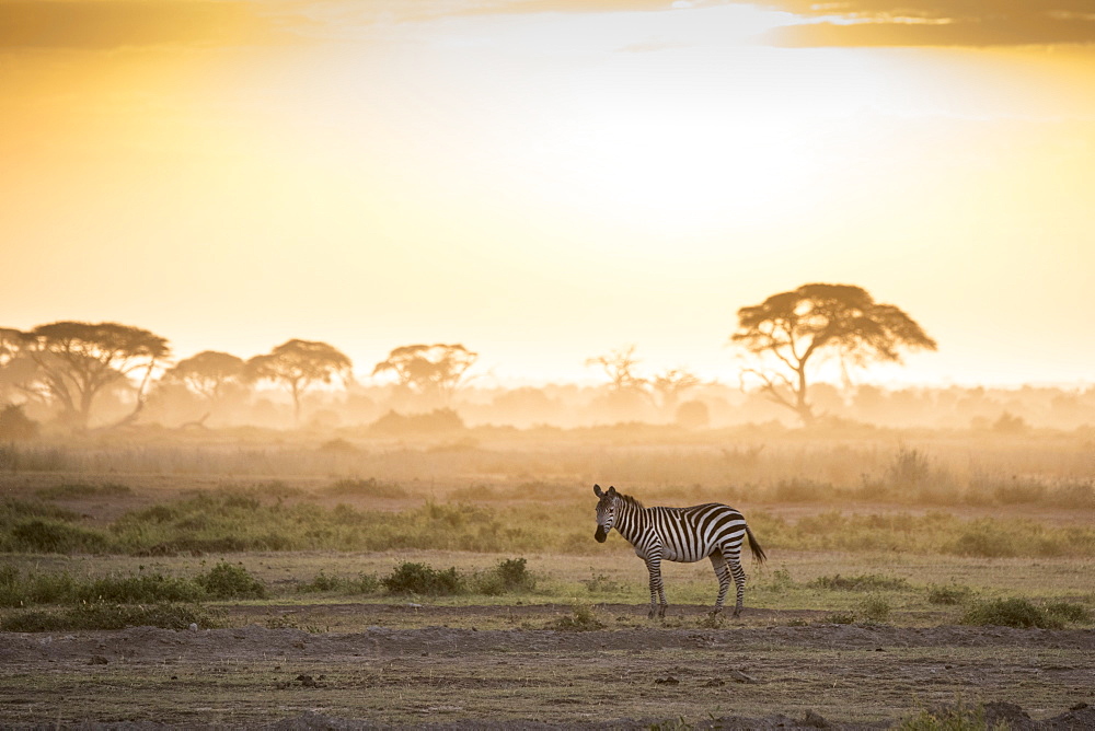 Zebras at sunset in Amboseli National Park, Kenya, East Africa, Africa