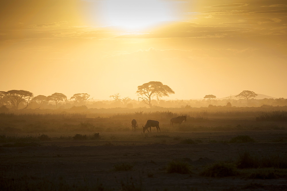 Wildebeests at sunset in Amboseli National Park, Kenya, East Africa, Africa