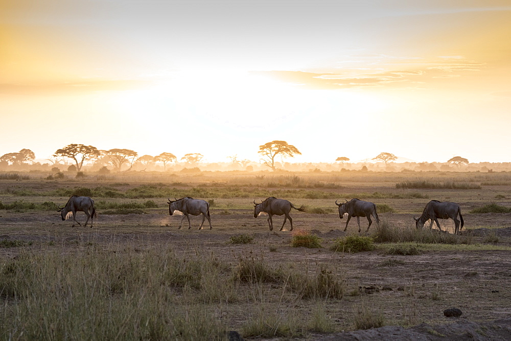 Wildebeests at sunset in Amboseli National Park, Kenya, East Africa, Africa