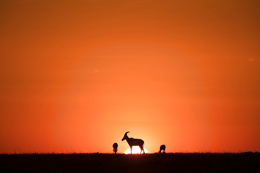 Topis, medium-sized antelopes, in front of the rising sun, Maasai Mara, Kenya, East Africa, Africa