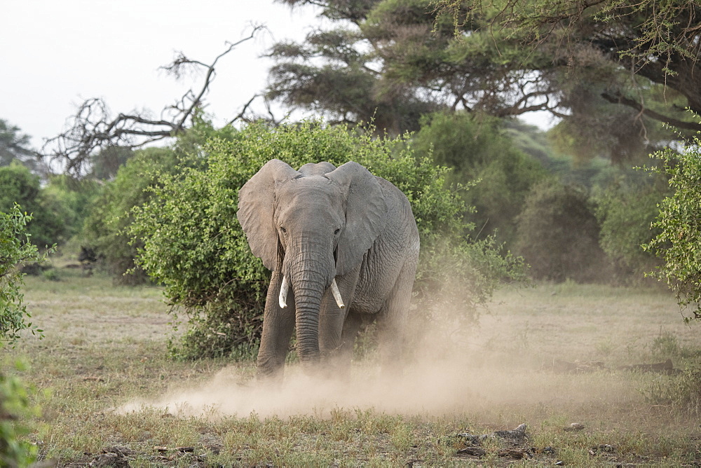 Elephant kicking up dust in Amboseli National Park, Kenya, East Africa, Africa