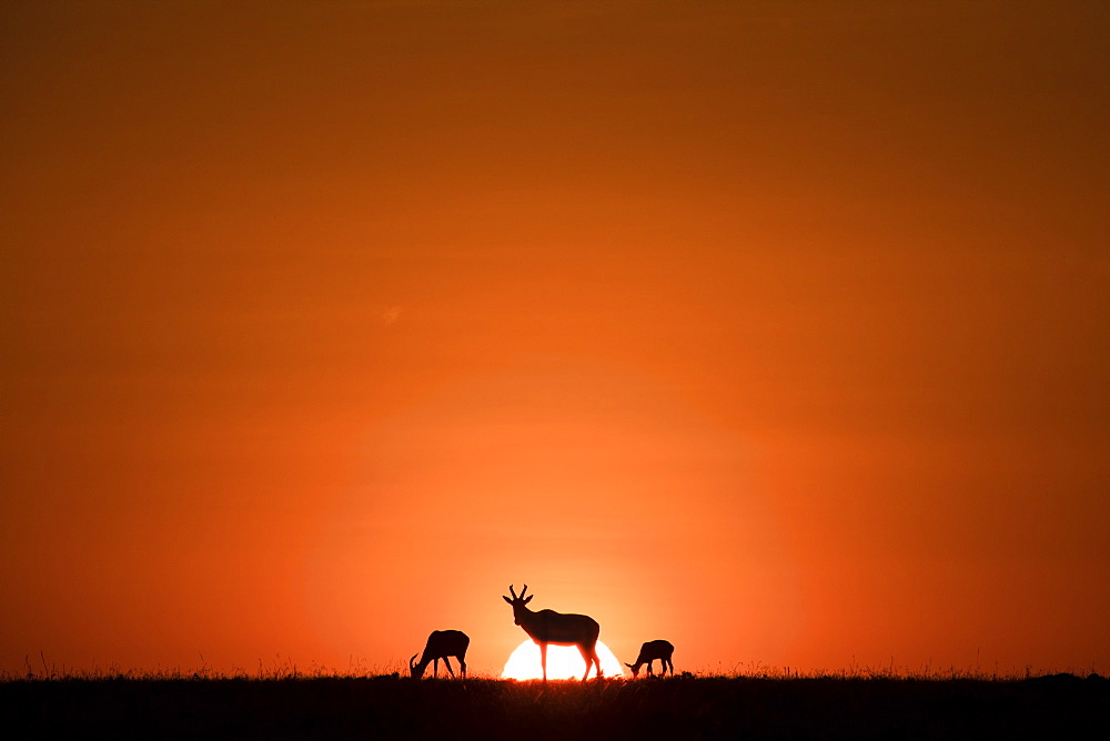 Topis, medium-sized antelopes, in front of the rising sun, Maasai Mara, Kenya, East Africa, Africa