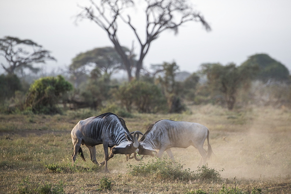 Wildebeests locking horns at Amboseli National Park, Kenya, East Africa, Africa