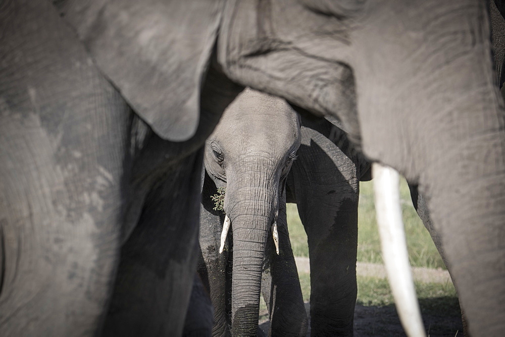 Baby elephant framed by its mother, Maasai Mara, Kenya, East Africa, Africa