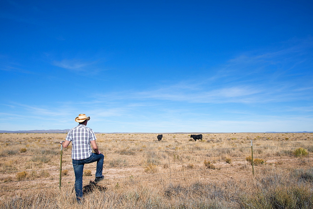 A man surveys cows roaming on ranchland in southern New Mexico, United States of America, North America