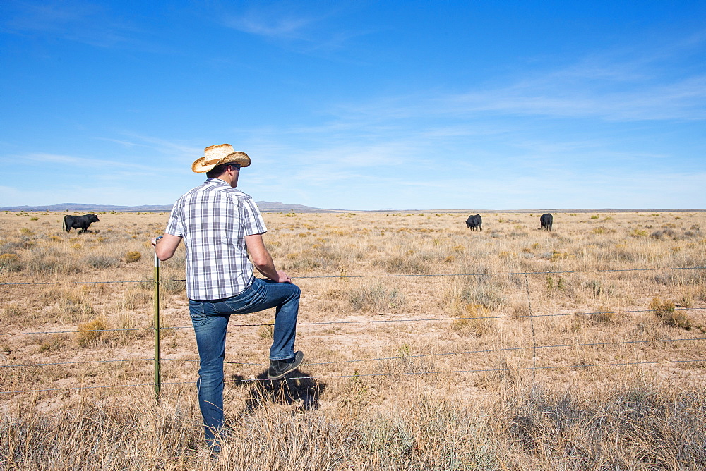 A man surveys cows roaming on ranchland in southern New Mexico, United States of America, North America