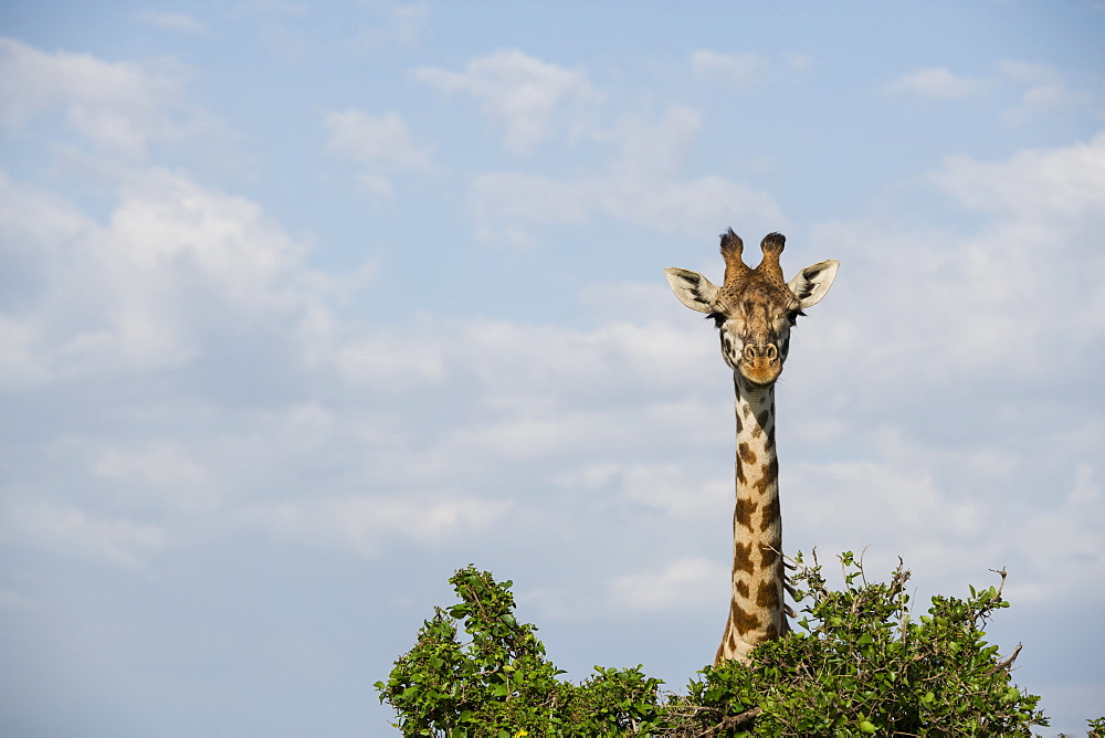 Giraffe behind a tree on the Maasai Mara, Kenya, East Africa, Africa