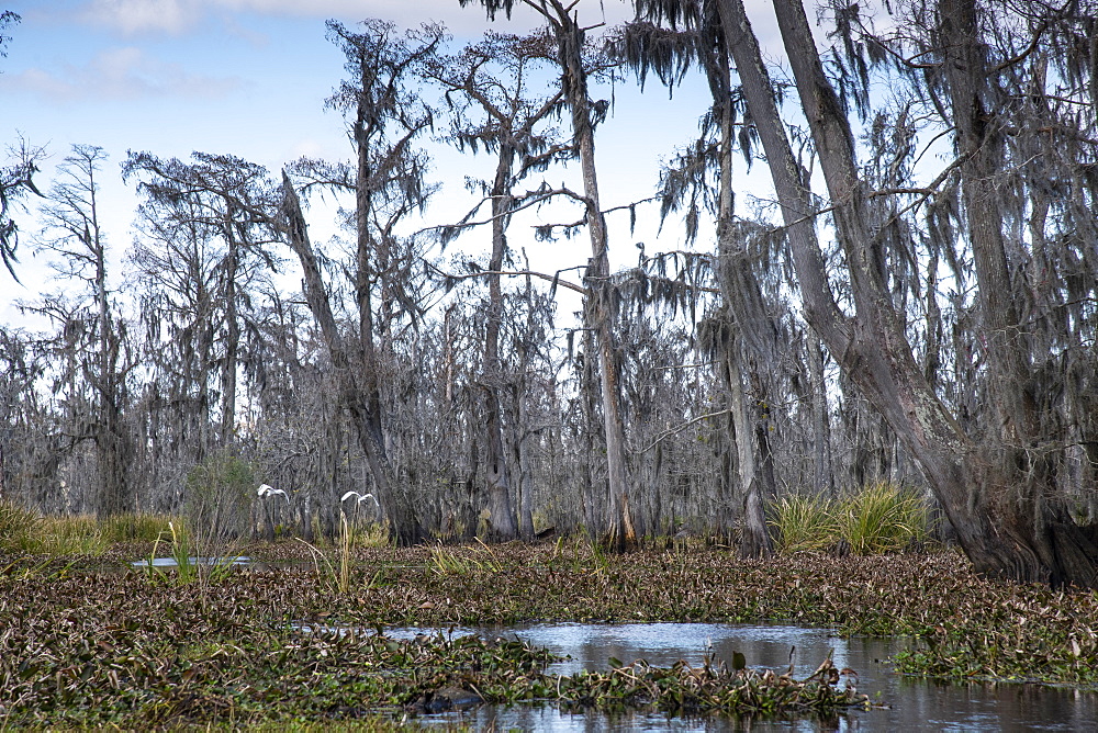 Wide angle shot of Manchac Swamp near New Orleans, Louisiana, United States of America, North America