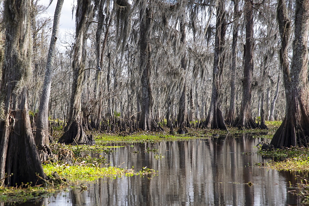 Wide angle view of Manchac Swamp near New Orleans, Louisiana, United States of America, North America