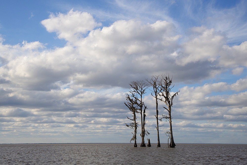 Swamp trees silhouetted against the blue sky near New Orleans, Louisiana, United States of America, North America