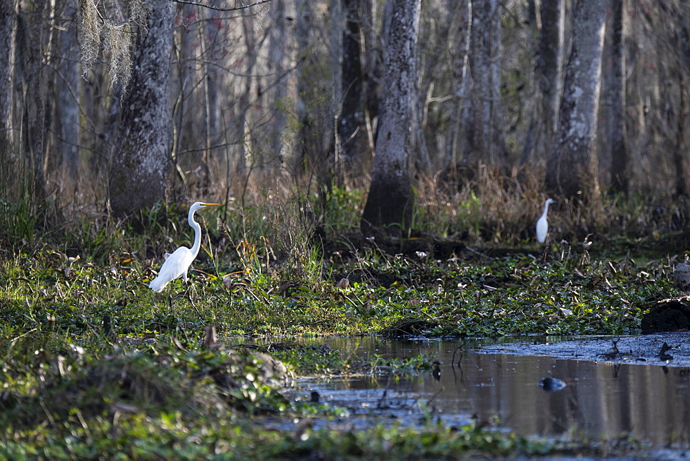 Great egret in the Manchac Swamp near New Orleans, Louisiana, United States of America, North America