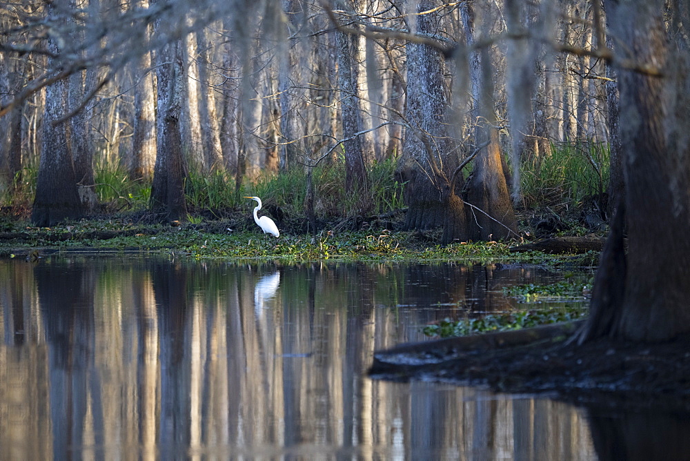 Great egret in the Manchac Swamp near New Orleans, Louisiana, United States of America, North America