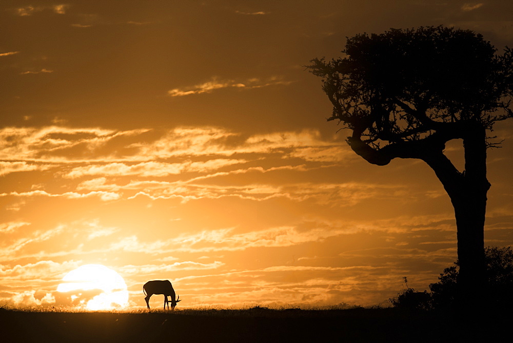 Topi at sunrise, Maasai Mara, Kenya, East Africa, Africa