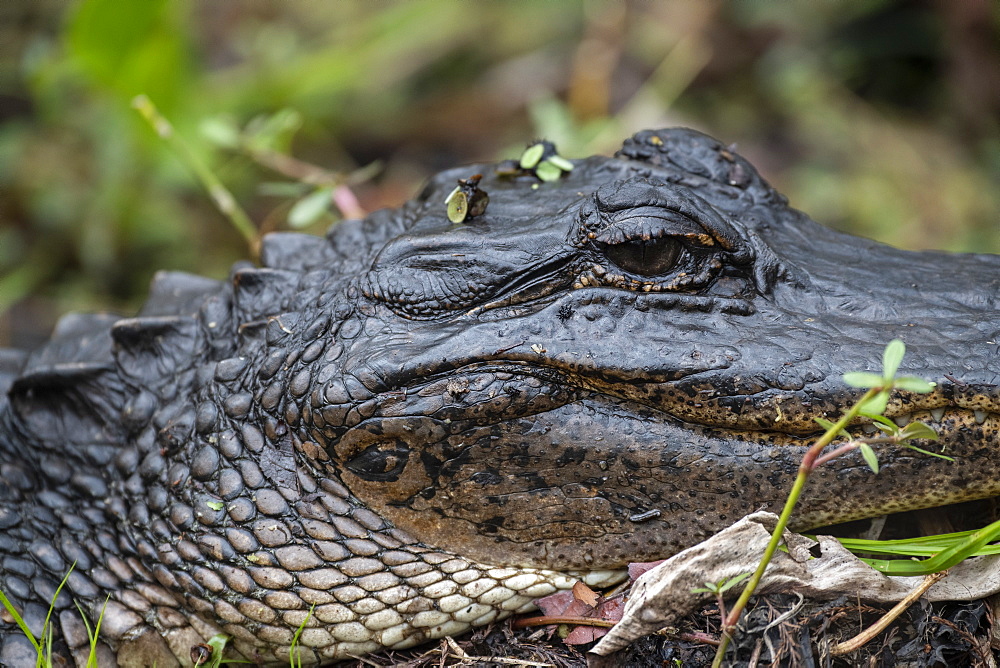 Alligator in Barataria Swamp, New Orleans, Louisiana, United States of America, North America