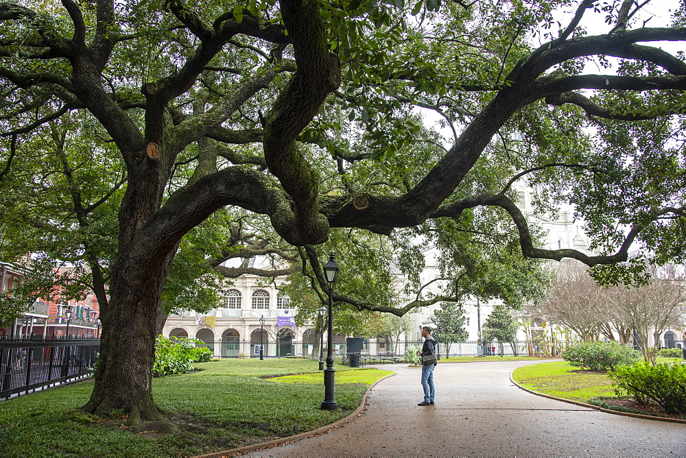 Strolling under the branches of a dramatic old oak tree in Jackson Square, New Orleans, Louisiana, United States of America, North America