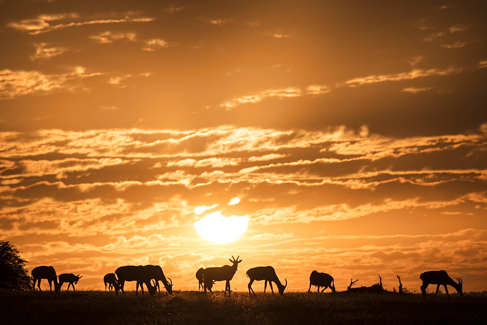 Topis at sunrise, Maasai Mara, Kenya, East Africa, Africa