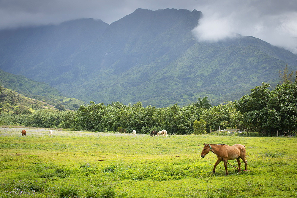 Horse in a field beneath a volcanic ridge on Kauai, Hawaii, United States of America, North America