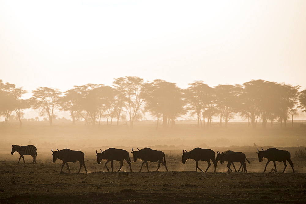 Wildebeests and zebras on the move at dusk across the dusty landscape of Amboseli National Park, Kenya, East Africa, Africa