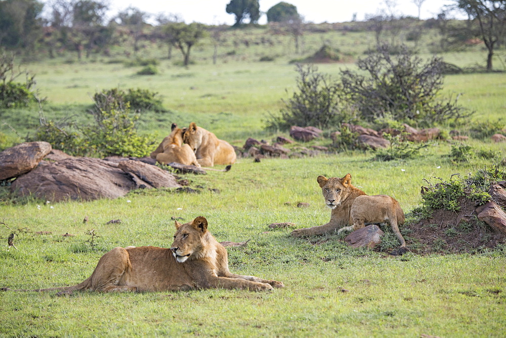 Lion pride relaxing on the Maasai Mara, Kenya, East Africa, Africa