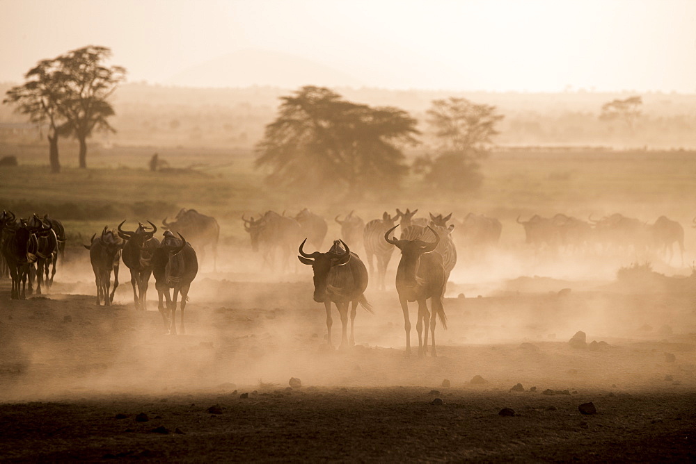 Wildebeests and zebras on the move at dusk across the dusty landscape of Amboseli National Park, Kenya, East Africa, Africa