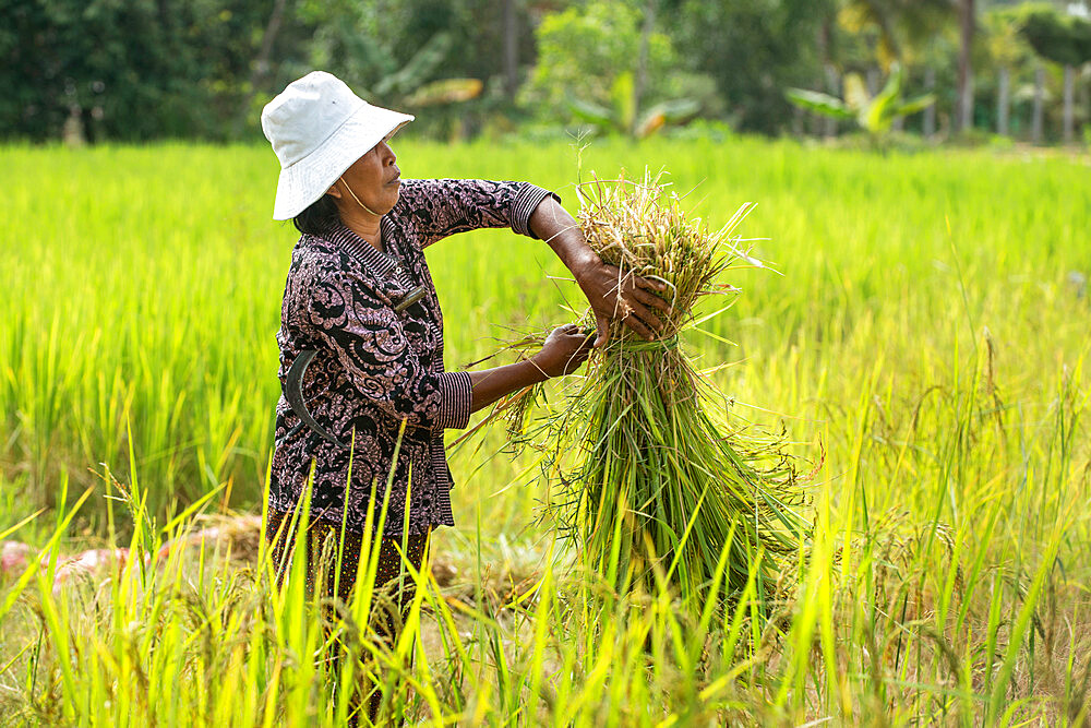 Rice harvesting in Siem Reap, Cambodia, Indochina, Southeast Asia, Asia