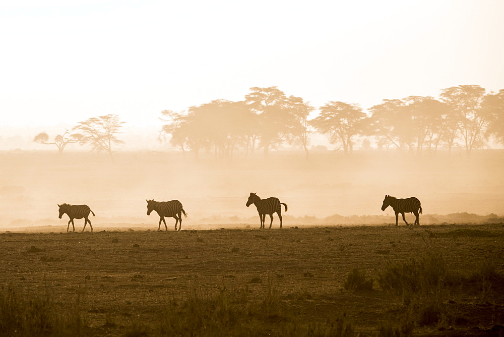 Zebras on the move at dusk across the dusty landscape of Amboseli National Park, Kenya, East Africa, Africa