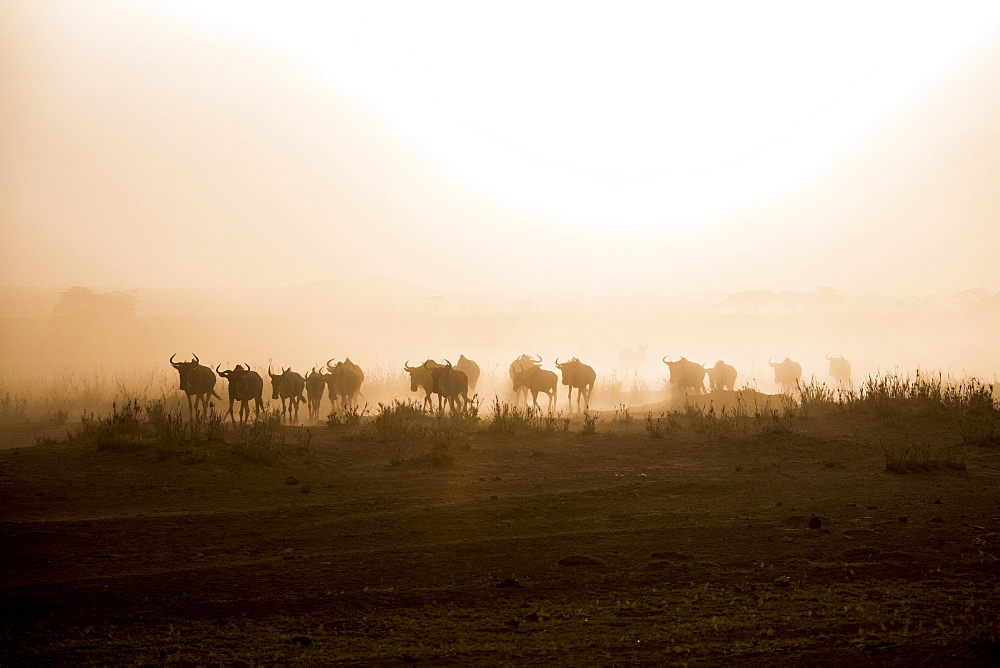 Wildebeests and zebras on the move at dusk across the dusty landscape of Amboseli National Park, Kenya, East Africa, Africa