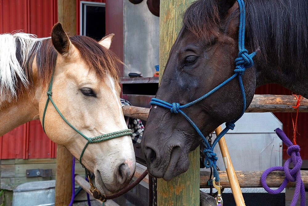 Horses nuzzling at a stable in Merritt, British Columbia, Canada, North America