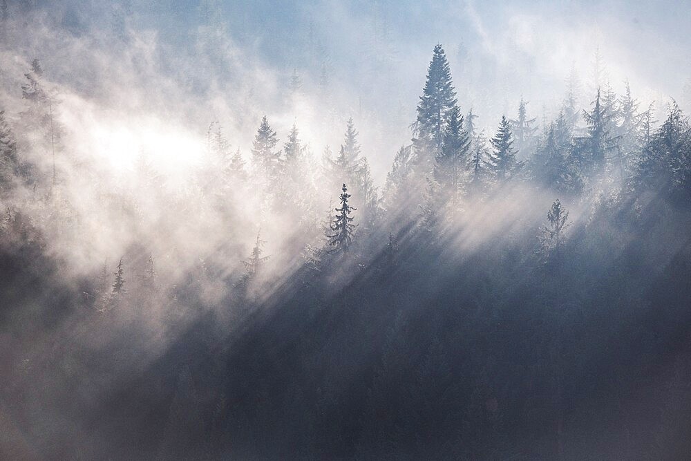 Fog and cloud rake through the trees of a forest in autumn, near Rossland, British Columbia, Canada, North America