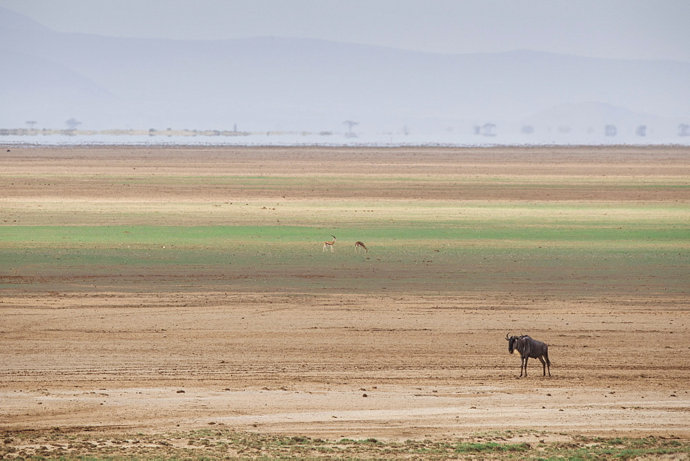 Wildebeest on the stripes of a salt flat in Amboseli National Park, Kenya, East Africa, Africa