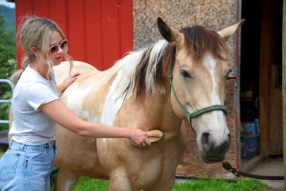 A young woman grooms a horse at a stable before a trail ride in Merritt, British Columbia, Canada, North America