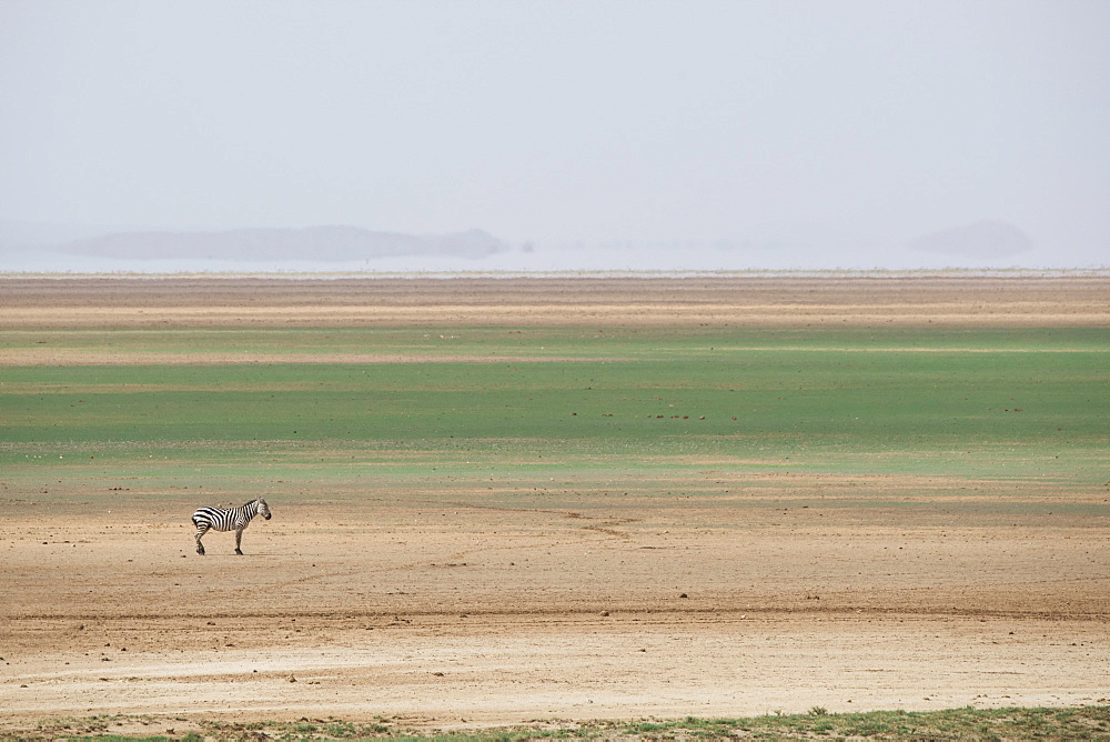 Zebra on the stripes of a salt flat in Amboseli National Park, Kenya, East Africa, Africa