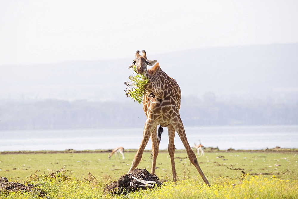 Giraffe munching leaves in the early morning, Crescent Island Game Sanctuary, Lake Naivasha, Great Rift Valley, Kenya, East Africa, Africa