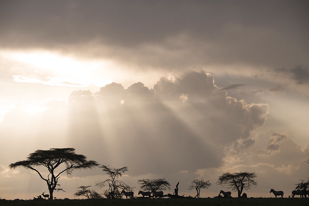 Impala and zebras on a ridge during a storm at sunset in the Maasai Mara National Reserve, Kenya, East Africa, Africa