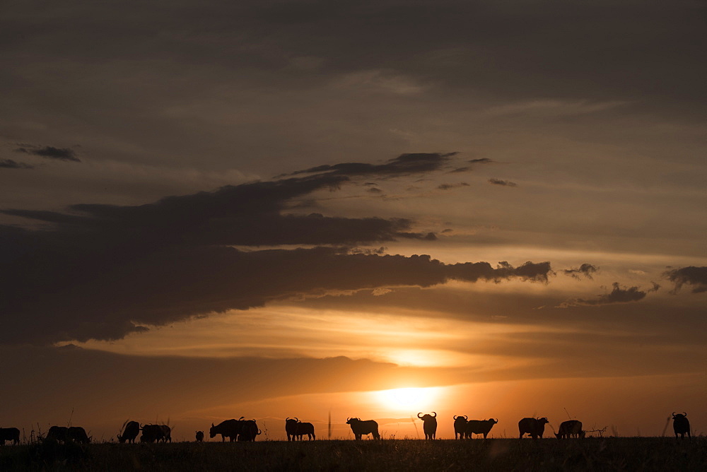 Cape buffalo at sunset on the Maasai Mara, Kenya, East Africa, Africa