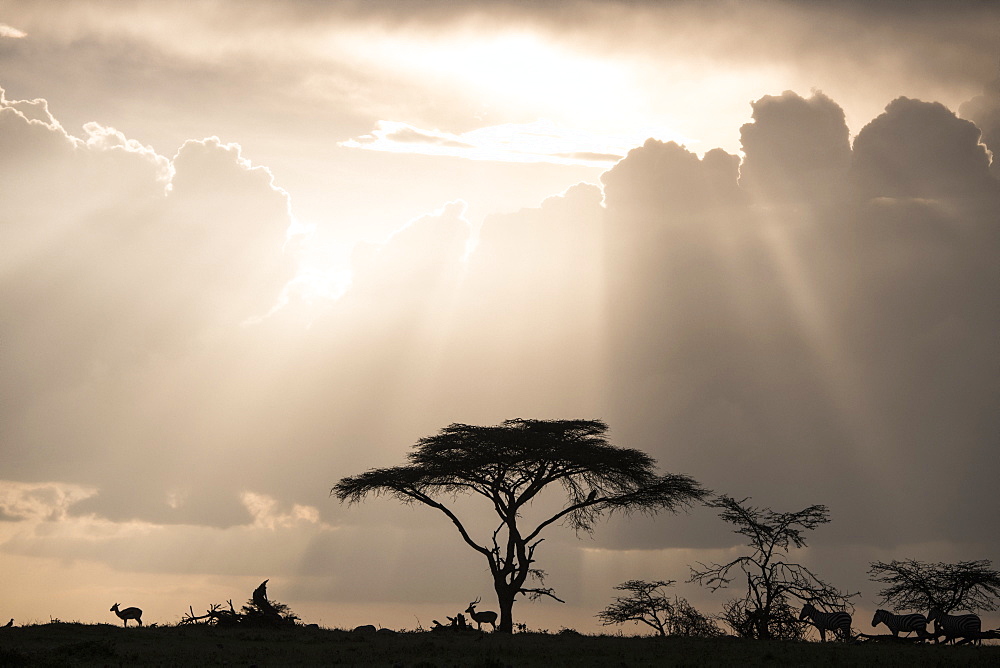 Impala and zebras on a ridge during a storm at sunset in the Maasai Mara National Reserve, Kenya, East Africa, Africa