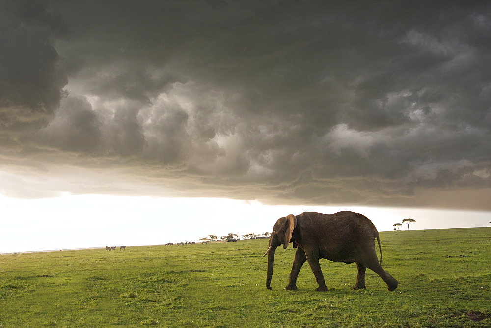 Elephant in a thunderstorm on the Maasai Mara, Kenya, East Africa, Africa