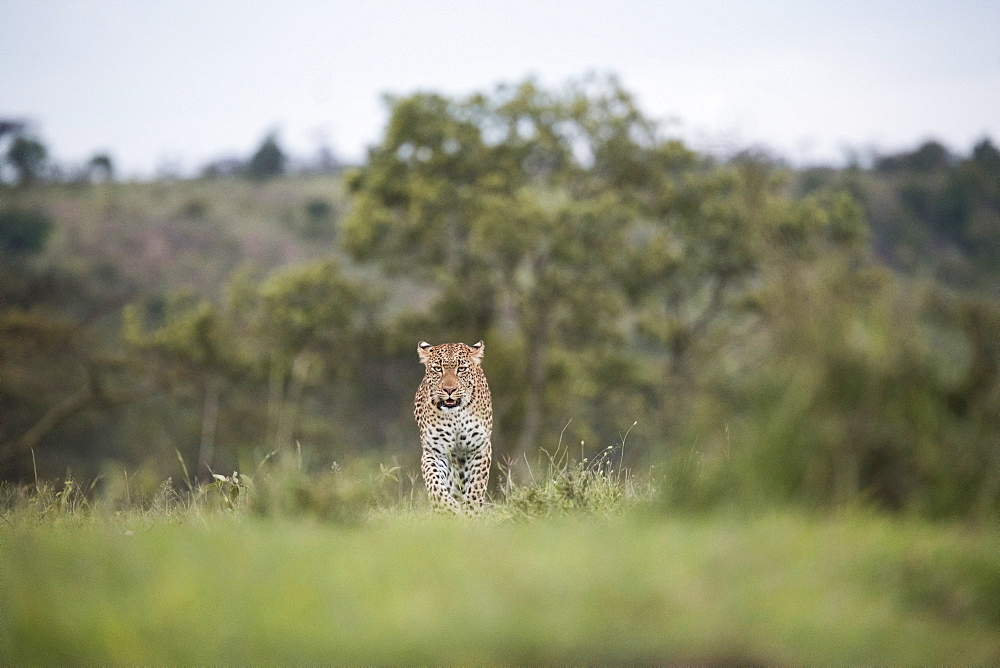 Leopard walking across the savannah in the Maasai Mara National Reserve, Kenya, East Africa, Africa