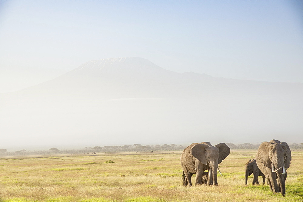 Elephants in front of Mount Kilimanjaro, shrouded in morning mist, Amboseli National Park, Kenya, East Africa, Africa