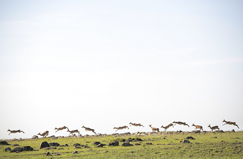 Gazelles bounding along a ridge on the African savannah, Maasai Mara, Kenya, East Africa, Africa