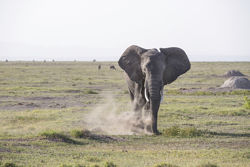 Elephant stirring up dust in Amboseli National Park, Kenya, East Africa, Africa