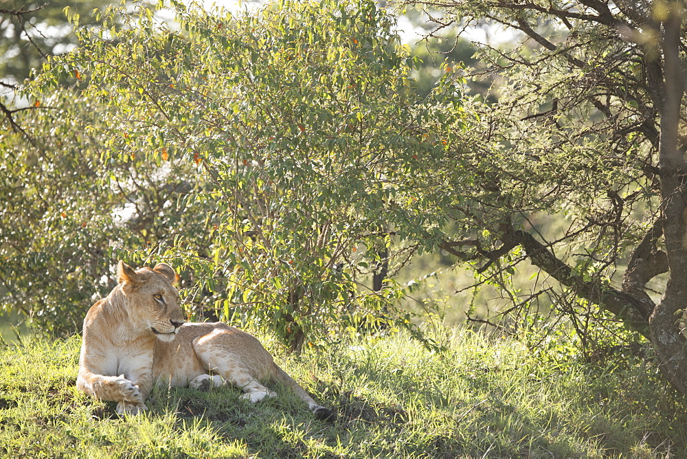 Wild lion in the Olare Motorogi Conservancy of the Maasai Mara, Kenya, East Africa, Africa